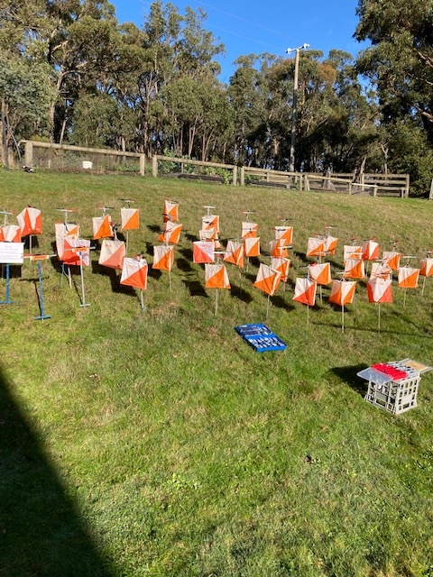 World's shortest sprint course? Control flags drying in the sun after Mt Beckworth event 26 June 2022.
