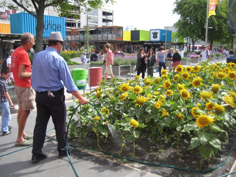 Sunflowers Sunflowers
