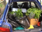 Veggies collected at the Victorian Teachers Games aMAZEing