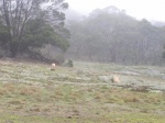 Mt Beckworth Fog