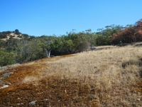Scenery at Mt Beckworth SS2